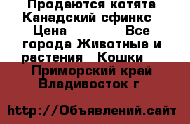 Продаются котята Канадский сфинкс › Цена ­ 15 000 - Все города Животные и растения » Кошки   . Приморский край,Владивосток г.